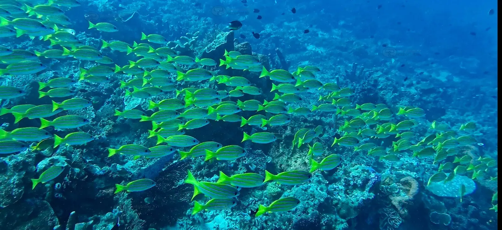 Sebayur Kecil